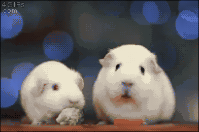 best-gif-on-the-internet-5